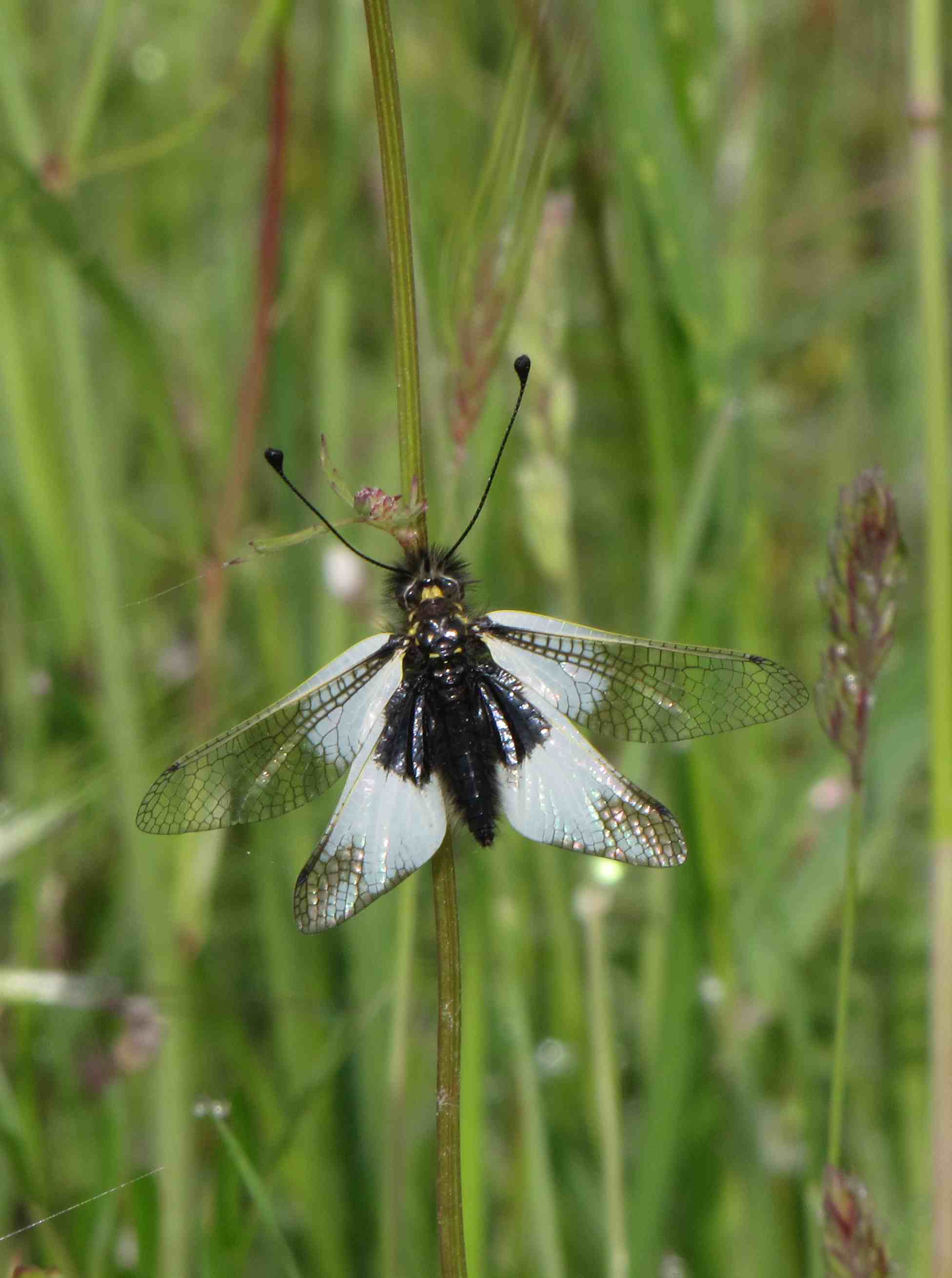 Libelloides lacteus